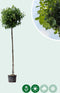 Amberboom bolvorm 220 cm stamhoogte | Liquidambar s. 'Gum Ball' 10-14 cm 220 cm| Bomenbezorgd.nl