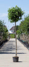 Amberboom bolvorm 220 cm stamhoogte | Liquidambar s. 'Gum Ball' 10-14 cm 220 cm| Bomenbezorgd.nl
