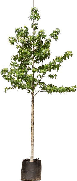 Amberboom Liquidambar styraciflua h 350 cm st. omtrek 12 cm