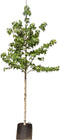 Amberboom Liquidambar styraciflua h 350 cm st. omtrek 12 cm