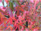Amberboom 'Worplesdon' | Liquidambar st. Worplesdon 14-18 cm | Bomenbezorgd.nl