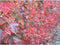 Amberboom 'Worplesdon' | Liquidambar st. Worplesdon 14-18 cm | Bomenbezorgd.nl
