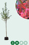 Amberboom 'Worplesdon' | Liquidambar st. Worplesdon 14-18 cm | Bomenbezorgd.nl