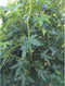 Amberboom 'Worplesdon' | Liquidambar st. Worplesdon 14-18 cm | Bomenbezorgd.nl
