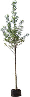 Amberboom 'Worplesdon' | Liquidambar st. Worplesdon 14-18 cm | Bomenbezorgd.nl