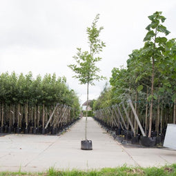 Amerikaanse eik | Quercus rubra 6-10 cm | Bomenbezorgd.nl