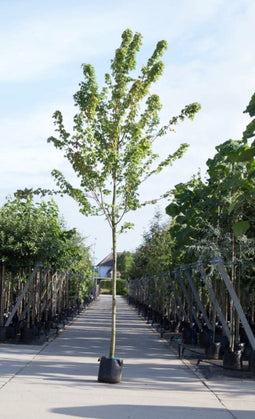 Amerikaanse rode esdoorn | Acer rubrum 14-18 cm | Bomenbezorgd.nl