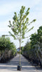 Amerikaanse rode esdoorn | Acer rubrum 6-10 cm | Bomenbezorgd.nl