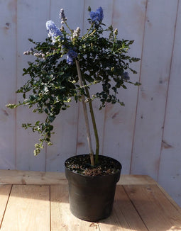 Amerikaanse sering op stam hoogte 60 cm