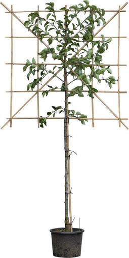 2 stuks! Sierpeer leiboom 120 cm (120x120) Pyrus calleryana chantic...