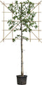 2 stuks! Sierpeer leiboom 120 cm (120x120) Pyrus calleryana chantic...