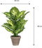 Mica Decorations Dieffenbachia Kunstplant - H40 x Ø30 cm - Terracotta pot - Groen