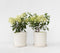 Plant in a Box - Hydrangea paniculata 'Bobo' - Set van 2 - Verkleurende pluimhortensia winterhard - Pot 19cm - Hoogte 25-40cm