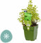 Ananasmunt Mentha rotundifloraGriffioen