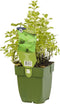Ananasmunt Mentha rotundifloraGriffioen