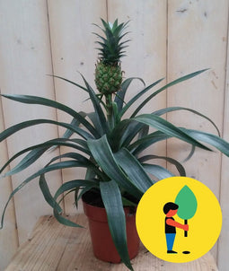 Ananasplant
