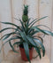Ananasplant