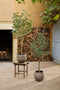 Emerald - Kunstboom Eucalyptus 140cm - Kunstplanten voor binnen