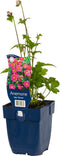 Anemone hybr. 'Pamina' | 1 stuk | Schaduwplant | tuinplant schaduw | 11x11 cm Kwekerspot | winterhard | Roze | 100% Bloeigarantie | QFB Gardening