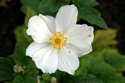Anemone hybrida Honorine Jobert