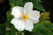 Anemone hybrida Honorine Jobert
