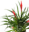 Kamerplant - Multiflower Astrid single