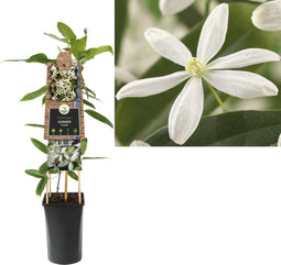 3 stuks - Van der starre - Klimplant Clematis armandii 75 cm
