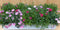 Anjer 10 potjes in tray kleur mix