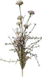 Anjer 55cm paars