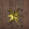 Anna Collection verlichte 3D kerstster - goud - 35 cm - kunststof