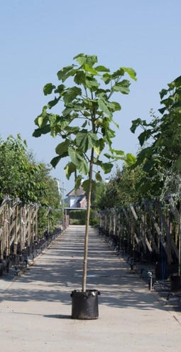 Anna Paulownaboom Paulownia tomentosa h 350 cm st. omtrek 14 cm