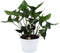 Anthurium Arrow in schaal Napoli – ↨ 45cm – ⌀ 20cm