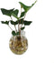 Anthurium Arrow op water – ↨ 40cm – ⌀ 12cm