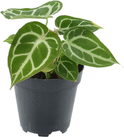 Anthurium Chrystallinum