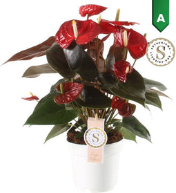 Anthurium "Coral Champion"