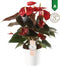 Anthurium