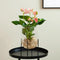 Anthurium