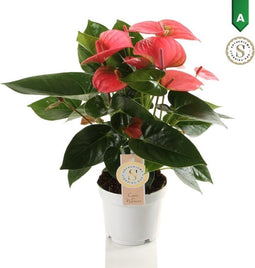 Anthurium Pink Champion – ↨ 40cm – ⌀ 12cm