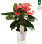 Anthurium Pink Champion – ↨ 40cm – ⌀ 12cm