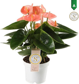 Anthurium Spirit – ↨ 40cm – ⌀ 12cm