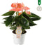 Anthurium Spirit – ↨ 40cm – ⌀ 12cm