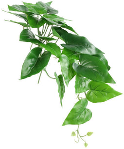Anubias nana 15x15x49 cm groen