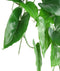 Anubias nana 15x15x49 cm groen