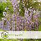 Plant in a Box - Wisteria floribunda 'Rosea' - Japanse roze regen - Bloeiende sierplant - Pot 15cm - Hoogte 60-70cm