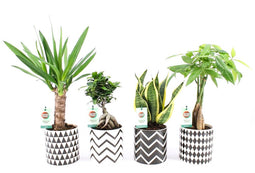 Amazone Mix in Escher Keramiek