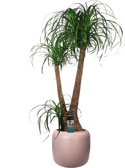 Beaucarnea in ELHO ® Pure Beads Small Ø 40 (Pebble Pink) – ↨ 90cm – ⌀ 39.2cm