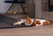 Designed by Lotte Winni - Kattenspeelgoed - Hout - Wiebelend effect - Bruin - 22x22x30 cm