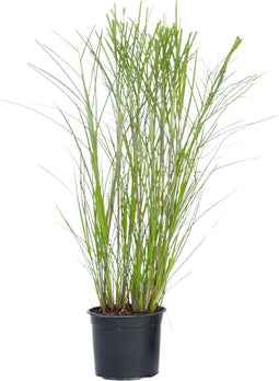 Plant in a Box - Miscanthus Gracilimus - Winterhard Siergras - Pot 23cm - Hoogte 40-60cm