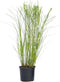 Plant in a Box - Miscanthus Gracilimus - Winterhard Siergras - Pot 23cm - Hoogte 40-60cm