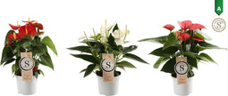 Anthurium Mix White, Red and Pink Champion